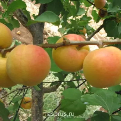 polesskiy-krupnoplodnyy-4-292355