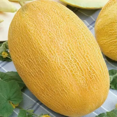 raduzhnaya-3-294012