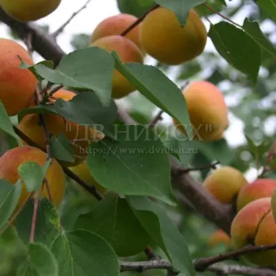 ranniy-marusicha-10-292475