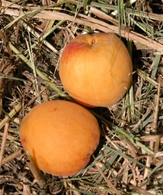 Ранний Марусича