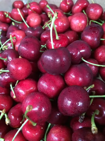 red-pasifik-1-283515