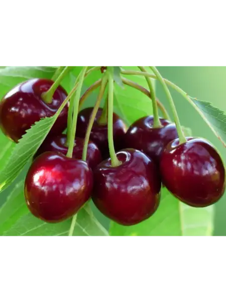 red-pasifik-2-283515