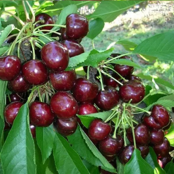 red-pasifik-3-283515