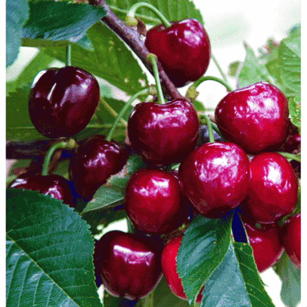 red-pasifik-4-283515