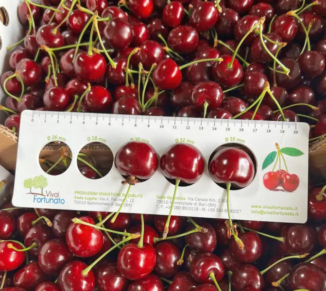red-pasifik-5-283515