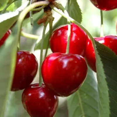 red-pasifik-main-283515