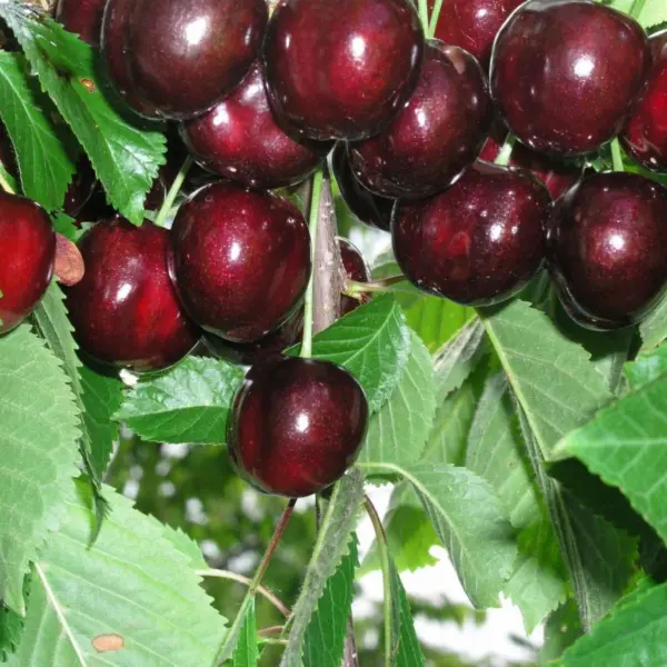 rita-3-283617