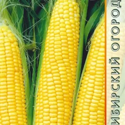 royalti-4-297068