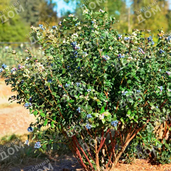 rubel-2-298898