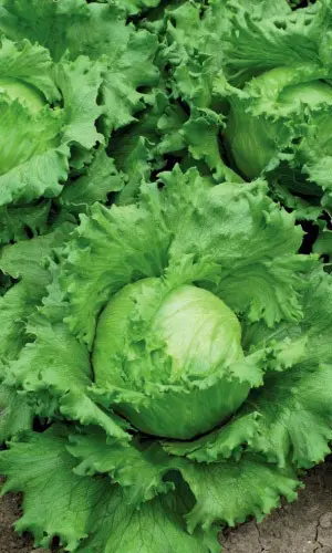 salat-gubernator