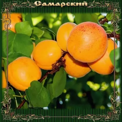 samarskiy-3-291575