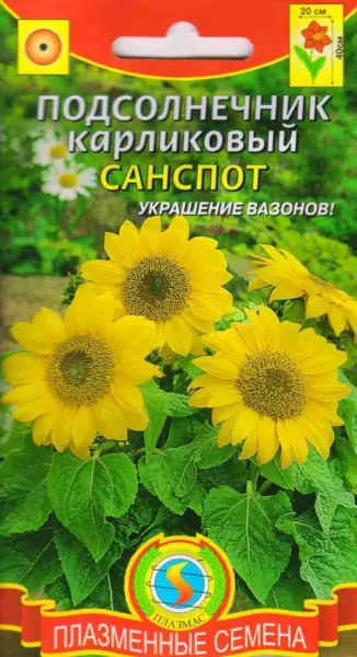 sanspot-1-288132