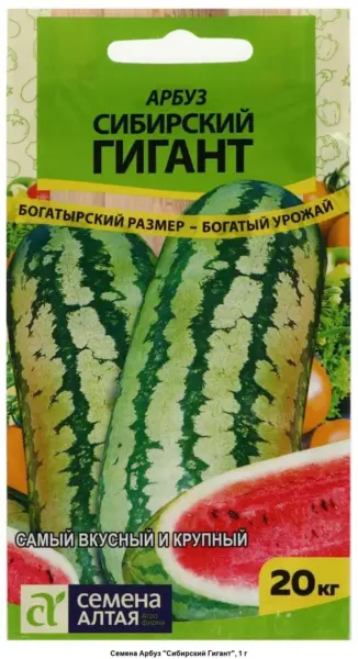 sibirskiy-gigant-2-279237