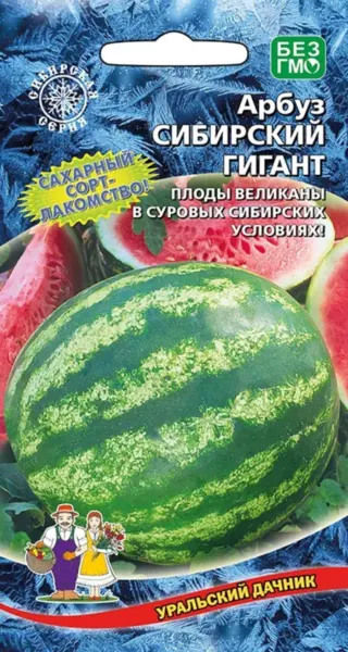 sibirskiy-gigant-3-279237