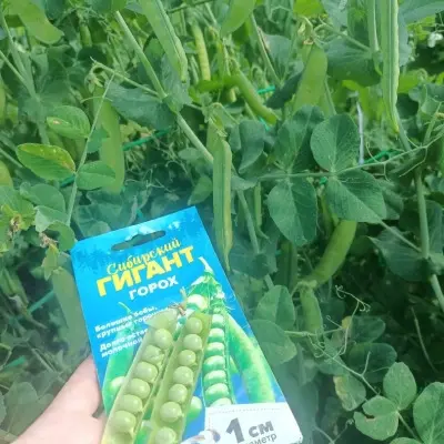 sibirskiy-gigant-3-296330