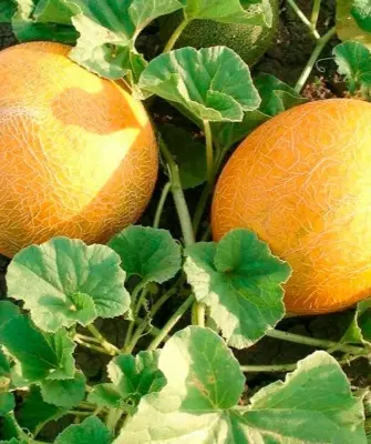 Сибирячка