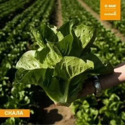 skala-3-290109