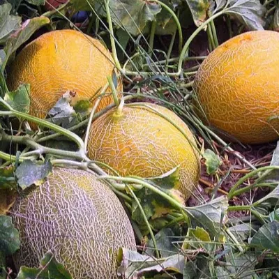sladkoe-chudo-main-293922