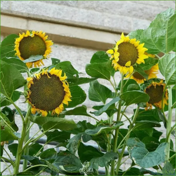 solnechnyy-zaychik-4-287184