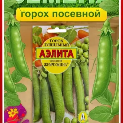 zhemchuzhina-4-296181