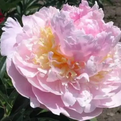 adonis-2-306604