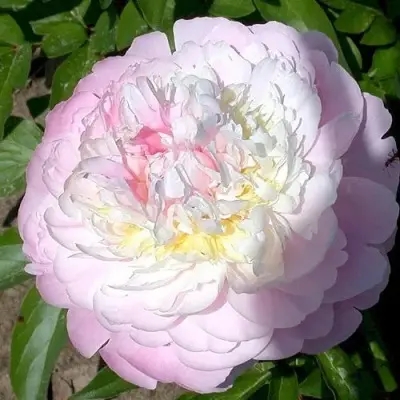 adonis-3-306604