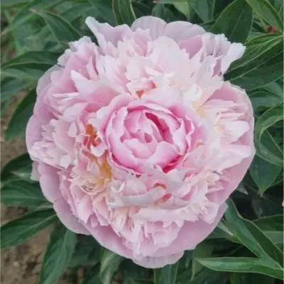 adonis-4-306604