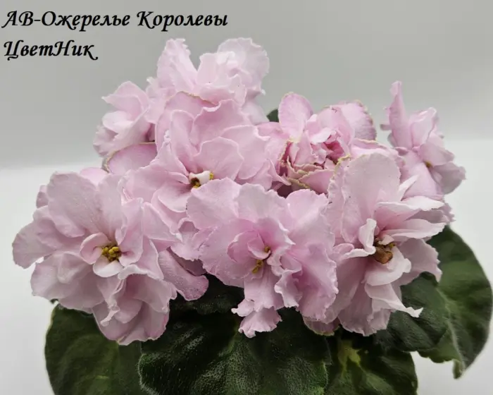 av-ozherele-korolevy-6-309843