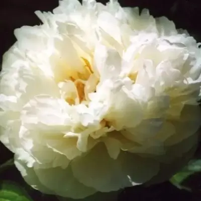 balerina-8-302802