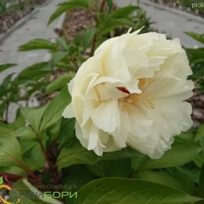 balerina-9-302802