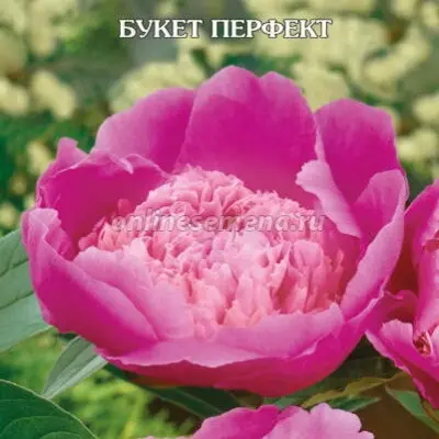 buket-perfekt-8-300480