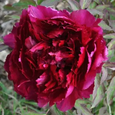 chernyy-losk-4-306557