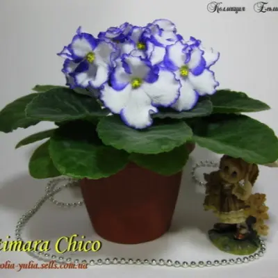 chiko-optimara-chico-3-309771