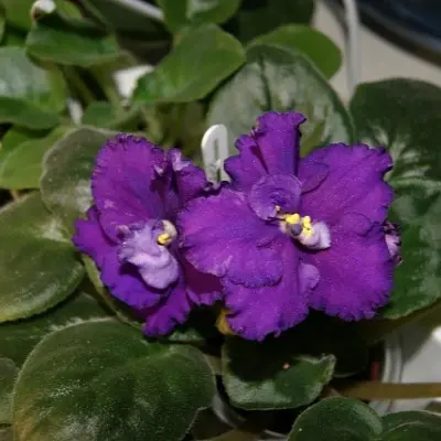 ek-dikaya-orhideya-11-309556