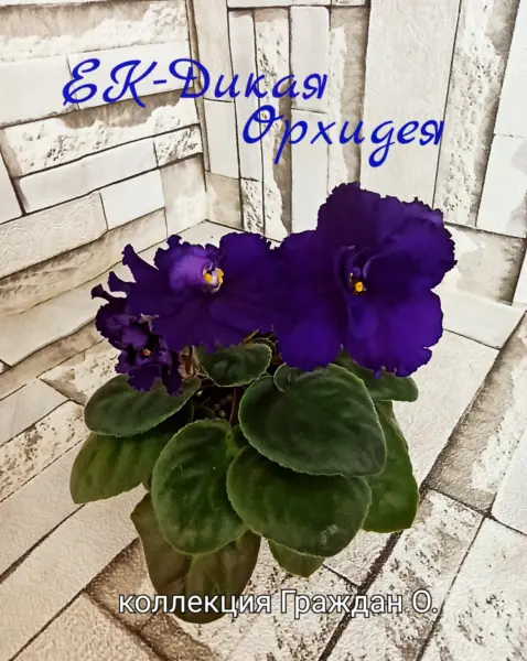 ek-dikaya-orhideya-3-309556