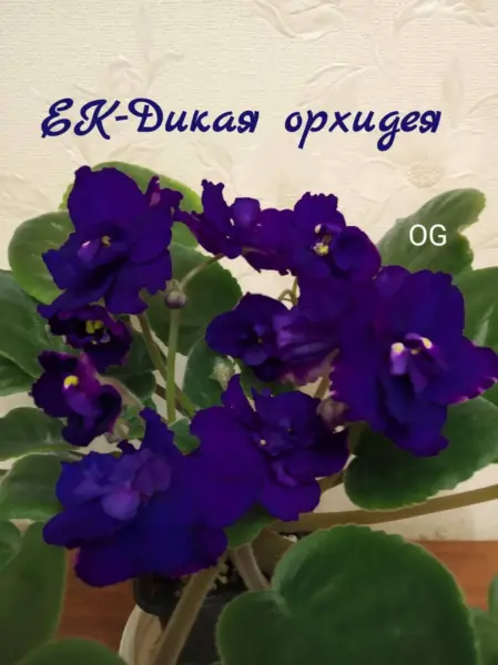 ek-dikaya-orhideya-4-309556