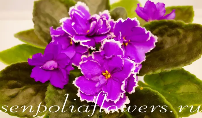 ek-malahitovaya-orhideya-2-309789