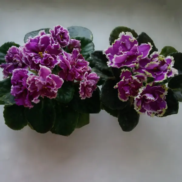 ek-malahitovaya-orhideya-3-309789