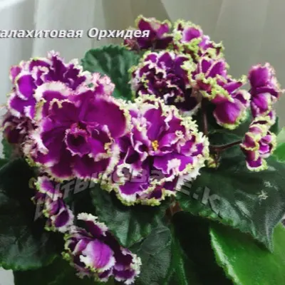 ek-malahitovaya-orhideya-6-309789