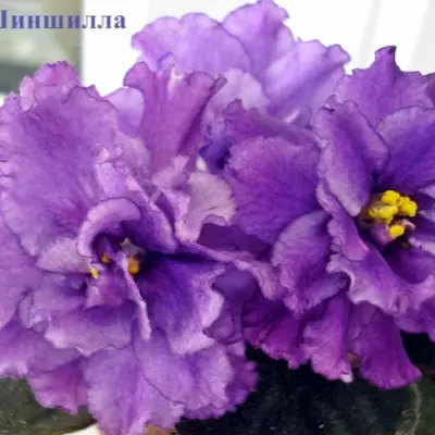 ek-shinshilla-3-309927