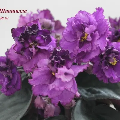 ek-shinshilla-6-309927