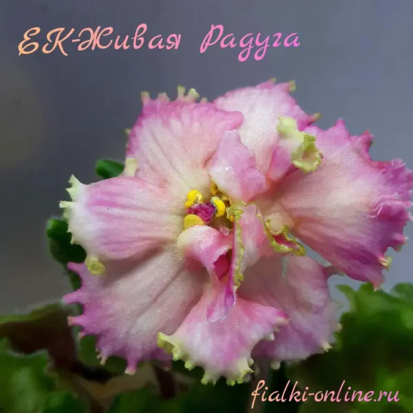 ek-zhivaya-raduga-7-309867