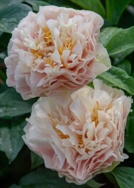 elza-von-brabant-2-305840