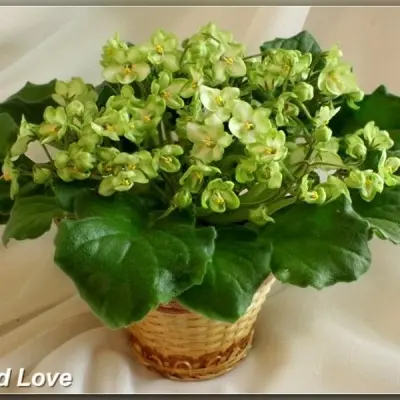emerald-lav-10-308650