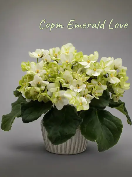 emerald-lav-3-308650