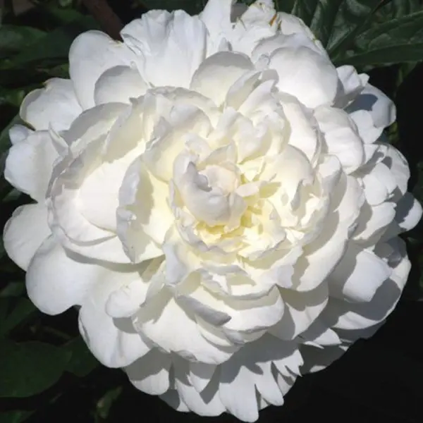 enn-kazens-ann-cousins-7-305786