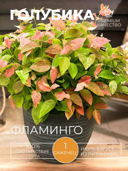 flamingo-3-299236