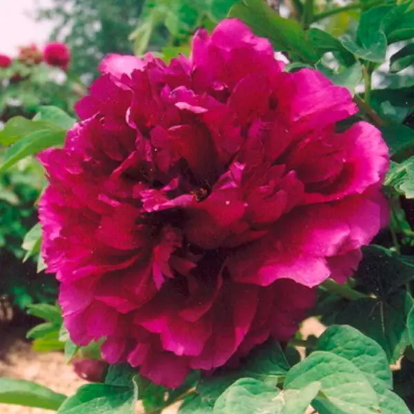 glubokoe-sinee-more-1-305897