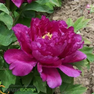 glubokoe-sinee-more-5-305897