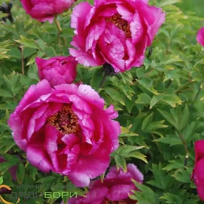glubokoe-sinee-more-6-305897